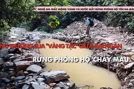 Công trường của "vàng tặc” giữa đại ngàn: Rừng phòng hộ 'chảy máu'