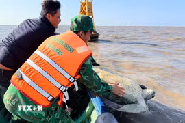 Cá thể vích nặng 120kg được Đồn Biên phòng Đất Mũi, tỉnh Cà Mau phối hợp cùng Hạt kiểm lâm Ngọc Hiển cùng Ủy ban Nhân dân xã Đất Mũi thả về biển. (Ảnh: Tuấn Kiệt/TTXVN)