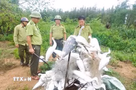 Lực lượng kiểm lâm Hạt Kiểm lâm Quỳnh Lưu-Hoàng Mai đốt, tiêu hủy lưới bẫy và chim giả bằng xốp. (Ảnh: TTXVN phát)