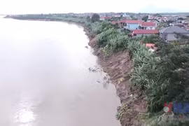 Phú Thọ: Đê hữu sông Thao sạt lở nghiêm trọng