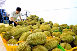 Sầu riêng. (Nguồn ảnh: TTXVN)