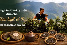 Nâng tầm thương hiệu, đưa chè Shan tuyết cổ thụ vùng cao Sơn La bay xa