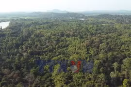 Việt Nam thu 56,5 triệu USD từ chuyển nhượng tín chỉ carbon rừng 