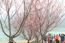 Hoa anh đào nở rộ tại Hong Kong, thu hút nhiều du khách