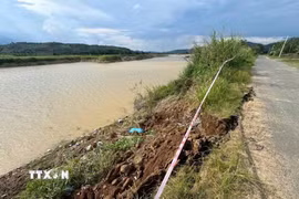 Tình trạng sạt lờ bờ sông Krông Nô đang rất nghiêm trọng, nhiều đoạn đã sạt vào tới mặt đường nhựa, Ủy ban Nhân dân xã Nam Ka đã rào chắn và gắn biển cảnh báo, cấm xe 4 bánh đi qua những đoạn đường nguy hiểm men theo bờ sông. (Ảnh: Kha Phạm/TTXVN)