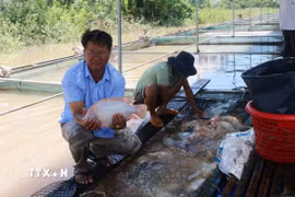 Nhờ ứng dụng công nghệ trong chăn nuôi nên gia đình ông Nguyễn Ngọc Thanh (xã Phú Hòa, tỉnh Đồng Nai) ổn định lượng cá nuôi quanh năm cung cấp ra thị trường. (Ảnh: Lê Xuân/TTXVN)