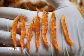 Sản phẩm tôm khô "móng chim" được tạo ra từ sự sáng tạo của nông dân Cà Mau giúp nâng cao giá trị đặc sản đặc trưng của vùng đất địa đầu cực Nam Tổ quốc. (Ảnh: Huỳnh Anh/TTXVN)
