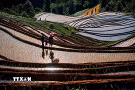 Vẻ đẹp của những thửa ruộng bậc thang mùa nước đổ tại xã Lao Chải (huyện Mù Cang Chải, tỉnh Yên Bái). (Ảnh: Khánh Hòa/TTXVN)