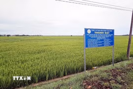 Thay vì bỏ vụ Hè Thu, mô hình liên kết giữa doanh nghiệp, Hợp tác xã và nông dân đang mở ra hướng đi mới ở một số cánh đồng lúa tại xã Duy Ninh (Quảng Trị). (Ảnh: TTXVN phát)