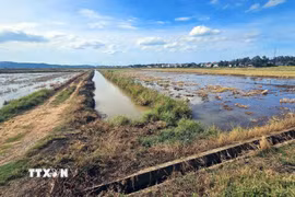 Nhiều cánh đồng tại xã Duy Ninh (Quảng Trị) dù có hệ thống thủy lợi hoàn chỉnh vẫn bị người dân bỏ vụ Hè Thu không gieo cấy. (Ảnh: Tá Chuyên/TTXVN)