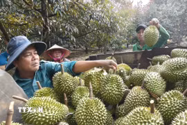Trái cây Việt Nam đang ngày càng khẳng định vị thế tại thị trường Trung Quốc. (Ảnh: K GỬIH/TTXVN)