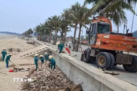 Công nhân công ty Môi trường đang khẩn trương thu gom, tập kết cành cây, gốc cây lại thành các đống lớn trên bãi cát. (Ảnh: Hoa Mai/TTXVN)