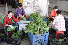 Hợp tác xã Nông nghiệp tổng hợp Hòa Thạnh, xã Long Bình, tỉnh Đồng Tháp, tạo việc làm cho phụ nữ nghèo có thu nhập ổn định. (Ảnh: Hữu Chí/TTXVN)