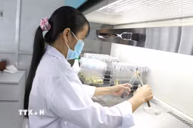 Cán bộ Đại học Trà Vinh thực hiện cấy phôi dừa sáp trong phòng thí nghiệm, góp phần đưa kết quả nghiên cứu vào sản xuất và thương mại hóa. (Ảnh: Thanh Hòa/TTXVN)