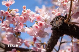 Hoa anh đào Angyo có màu hồng đậm, cánh nhỏ, tạo cảm giác ấm áp báo hiệu Xuân về. (Ảnh: Xuân Giao/TTXVN)