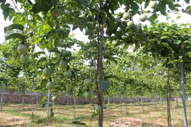 Cây chanh dây phát triển tốt, thích hợp với vùng đất cát, nhiều nắng ở phía Đông Nam tỉnh Lâm Đồng. (Ảnh: Hồng Hiếu/TTXVN)