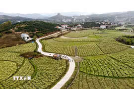 Đường giao thông nội đồng được đầu tư, góp phần kết nối vùng sản xuất, tạo thuận lợi cho người dân đi lại và vận chuyển nông sản. (Ảnh: Đồng Thúy/TTXVN)