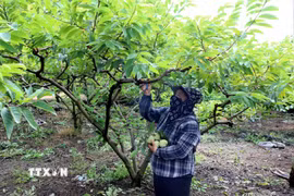 Thu hoạch na tại phường Tam Chúc, tỉnh Ninh Bình. (Ảnh: Đại Nghĩa/TTXVN)