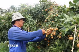 Thu hoạch thanh nhãn xuất khẩu. (Ảnh: Thu Hiền/TTXVN)