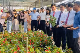 Các đại biểu đi thăm, khảo sát làng hoa cây cảnh Tích Giang, xã Phúc Thọ. (Ảnh: Tuyết Mai/TTXVN)