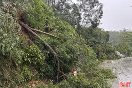 Nhiều cây gãy đổ, chắn ngang đường Quốc lộ 8A đoạn qua xã Kim Hoa. (Nguồn: Báo Hà Tĩnh)