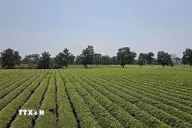 Diện tích chè tại khu vực Biển Hồ chè là địa điểm thu hút đông đảo du khách. (Ảnh: Hồng Điệp/TTXVN)