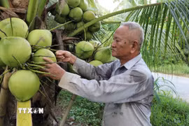 Ông Kim Văn Thành tại xã Song Lộc (Vĩnh Long) chuyển đổi 1,2ha đất trồng lúa sang trồng dừa 15 năm nay cho thu nhập tăng trên 10 lần so với trồng lúa. (Ảnh: Thanh Hòa/TTXVN)