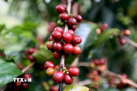 Sơn La hiện có diện tích, sản lượng càphê Arabica lớn nhất cả nước. (Ảnh: Quang Quyết/TTXVN)
