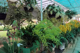 Hơn 3.000 tác phẩm hoa, bonsai, cây kiểng, non bộ tiểu cảnh tham gia Triển lãm trong khuôn khổ Festival Hoa Đà Lạt năm 2024. (Ảnh: Chu Quốc Hùng/TTXVN)