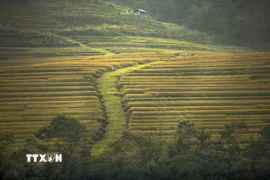 Những thửa ruộng lúa đang mùa chín rộ như những bậc thang vàng ở xã Miền Đồi, Tân Lạc. (Ảnh minh họa: Trọng Đạt/TTXVN)