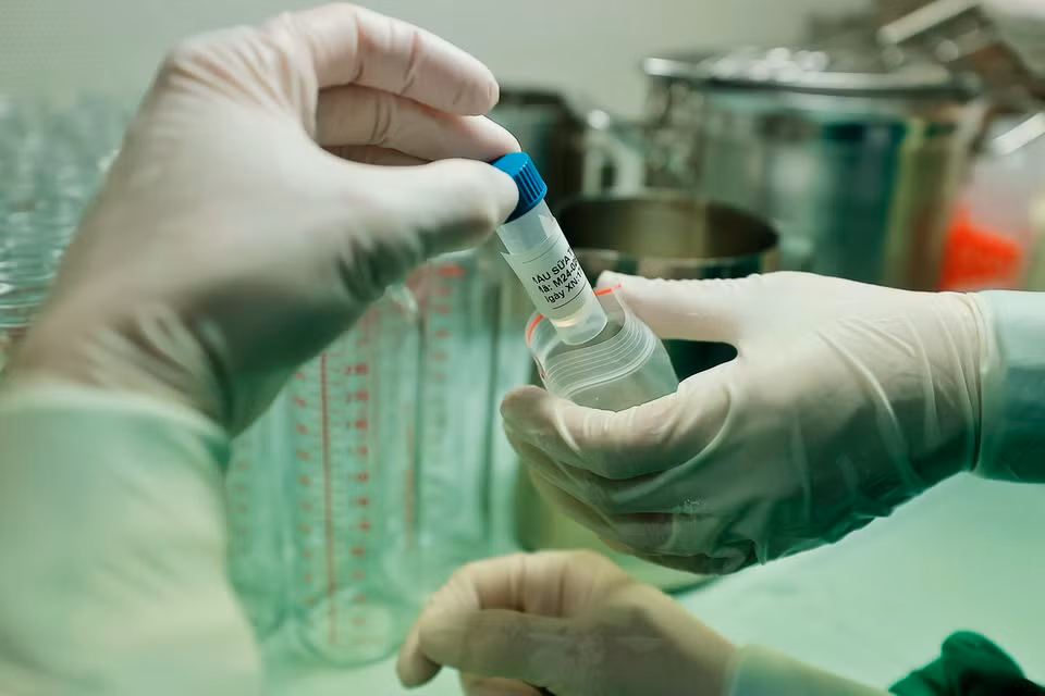 Trong quá trình sàng lọc, mẫu sữa sẽ được lấy và đem đi xét nghiệm. (Ảnh: Minh Quyết/TTXVN)