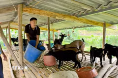 Phát huy tinh thần đảng viên “đi trước”, anh Giàng A Kỷ mạnh dạn vay vốn phát triển mô hình kinh tế tổng hợp, nhờ đó vươn lên thoát nghèo. (Ảnh: TTXVN phát)