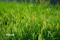 Quảng Trị đang chuyển từ mục tiêu đảm bảo an ninh lương thực sang phát triển nông nghiệp xanh-tuần hoàn. (Ảnh: Nhựt An/TTXVN)