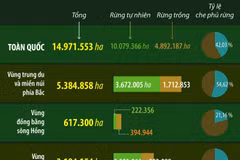 Năm 2025, cả nước có hơn 14.97 triệu hécta rừng