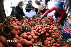 Phân loại, đóng gói vải thiều xuất khẩu ở vùng sản xuất vải thiều Lục Ngạn, tỉnh Bắc Ninh. (Ảnh: Vũ Sinh/TTXVN)