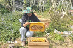 Kiểm tra chất lượng và độ chín của mật ong thuộc Dự án IDEAS về "Nâng cao thu nhập cho người dân tộc thiểu số sống trong vùng lõi và vùng đệm của Vườn Quốc gia Hoàng Liên dựa trên nông nghiệp bền vững". (Ảnh: Hương Thu/TTXVN)