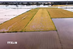 Thống kê sơ bộ đến chiều 25/9, đợt mưa lớn đã ảnh hưởng khoảng 6.866ha diện tích lúa Hè Thu của nông dân tỉnh Cà Mau. (Ảnh: Huỳnh Anh/TTXVN)