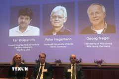 Chân dung các nhà khoa học (từ trái sang) đoạt giải Nobel Y Sinh 2026 Karl Deisseroth (Mỹ), Peter Hegemann và Georg Nagel (Đức) với những phát hiện liên quan đến công nghệ quang di truyền học. (Ảnh: AA/TTXVN phát)