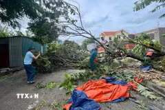 Mưa lớn làm đổ cây tại Thanh Hóa. (Ảnh: TTXVN phát)
