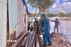 Cán bộ chiến sỹ Đồn Biên phòng Năm Căn (Cà Mau) hỗ trợ các hộ dân tại ấp Trại Lưới B, xã Đất Mới, di dời tài sản sau sạt lở. (Ảnh: TTXVN phát)