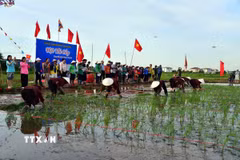 Hội thi cấy lúa. (Ảnh: Đức Hiếu/TTXVN)