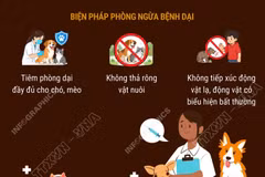 Phòng ngừa bệnh dại: Xử trí ngay sau khi bị động vật cắn