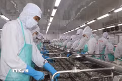 Hoạt động tại Công ty Trách nhiệm hữu hạn Chế biến Thủy sản Minh Phú Khánh An, khu Công nghiệp Khánh An, Cà Mau. (Ảnh: Tuấn Phi/TTXVN)