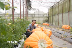 Anh Đinh Tiến Đăng bên vườn bí ngô khổng lồ tại Tổ dân phố Tự Tạo (phường Xuân Trường-Đà Lạt, Lâm Đồng) đang cho thu hoạch. (Ảnh: Nguyễn Dũng/TTXVN)