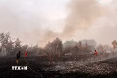 Lực lượng cứu hỏa nỗ lực dập lửa cháy rừng tại Kampar, tỉnh Riau, Indonesia, ngày 20/7/2025. (Ảnh: THX/TTXVN)