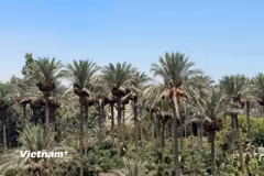 Một vườn chà là chín, chuẩn bị cho thu hoạch. (Ảnh: Hoàng Nhương/Vietnam+)