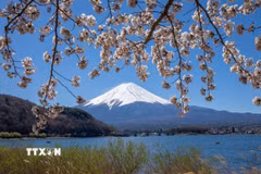 Núi Phú Sĩ nhìn từ hồ Kawaguchi. (Ảnh: Xuân Giao/TTXVN)