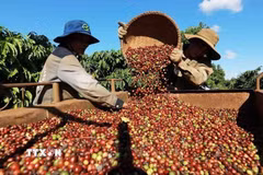 Thu hoạch càphê ở Đắk Lắk. (Ảnh: Vũ Sinh/TTXVN)
