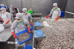 Sơ chế ngao xuất khẩu tại nhà máy của Công ty CP Xuất nhập khẩu thủy sản Thanh Hóa, tỉnh Thanh Hóa. (Ảnh: Lê Đông/TTXVN)