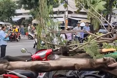 Thành phố Hồ Chí Minh: Cây phượng bất ngờ bật gốc đè chết người trên vỉa hè